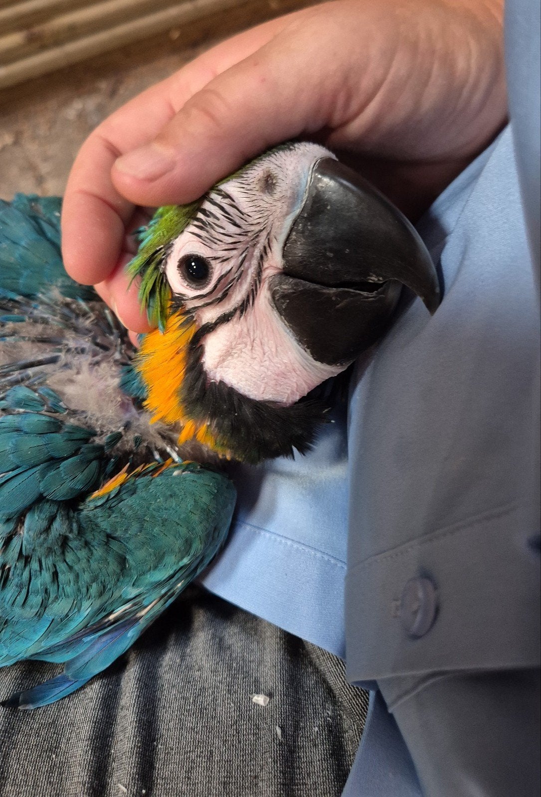 te koop zeer tamme baby ara geelblauwe, Dieren en Toebehoren, Vogels | Parkieten en Papegaaien, Papegaai, Geringd