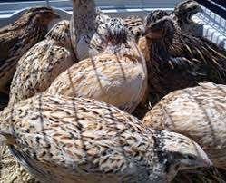 Japanse Kwartels, Meerdere dieren, Overige soorten