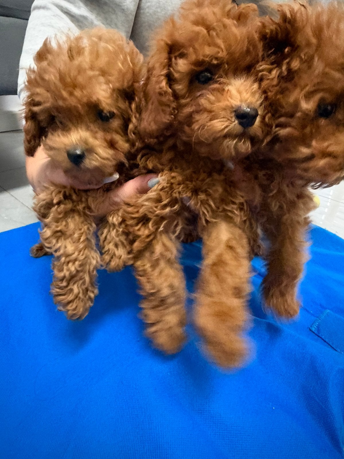 Toy poedel, Poedel, Parvo, Reu, 8 tot 15 weken