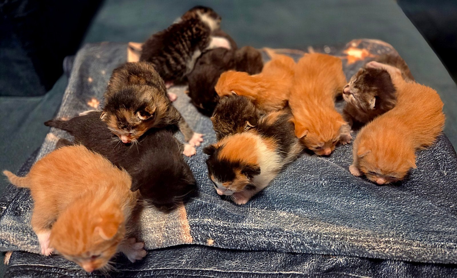 kittens
