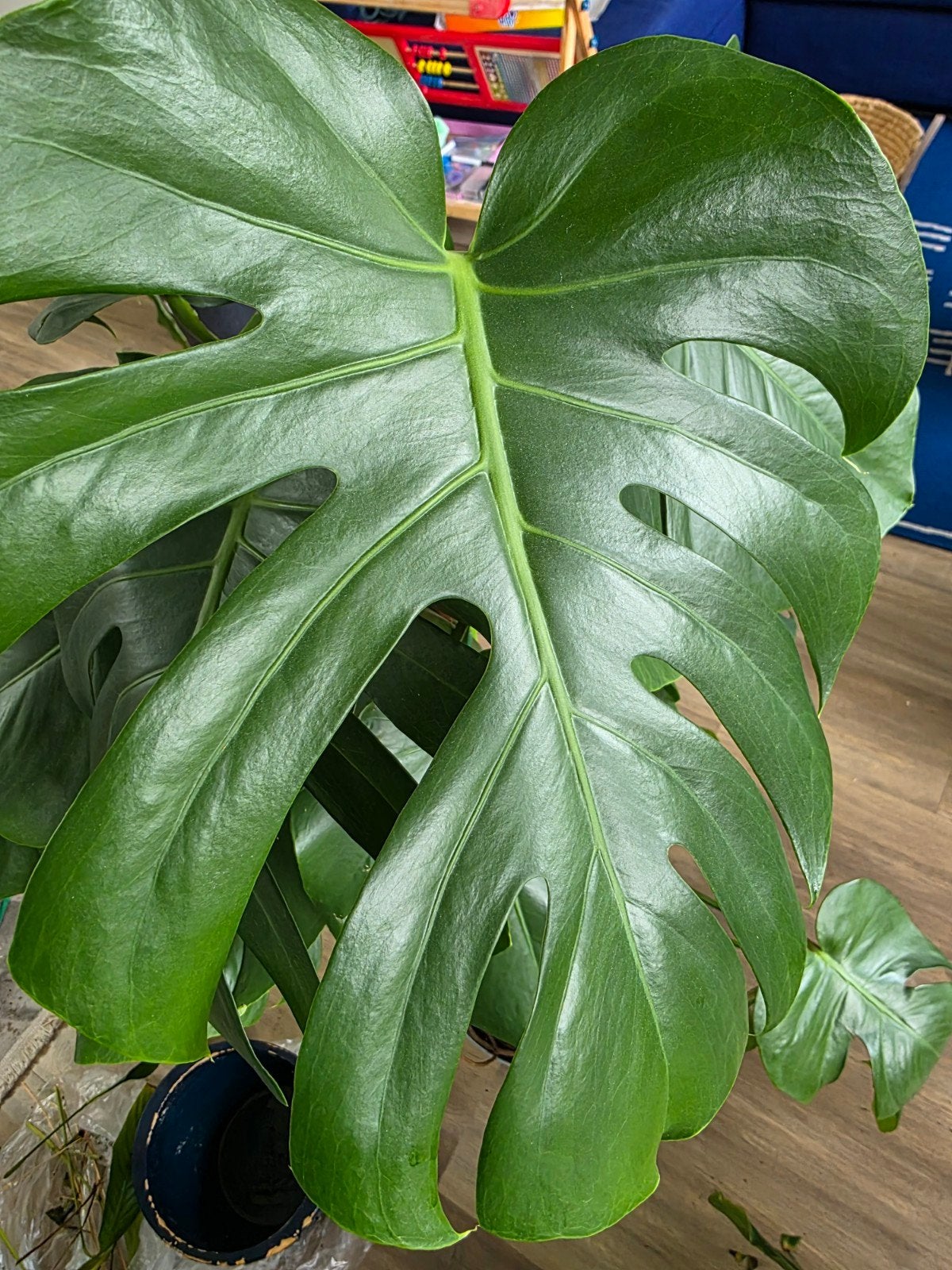 Grote Monstera Deliciosa Kamerplant met Mosstok, Ophalen, 100 tot 150 cm, Overige soorten, Halfschaduw