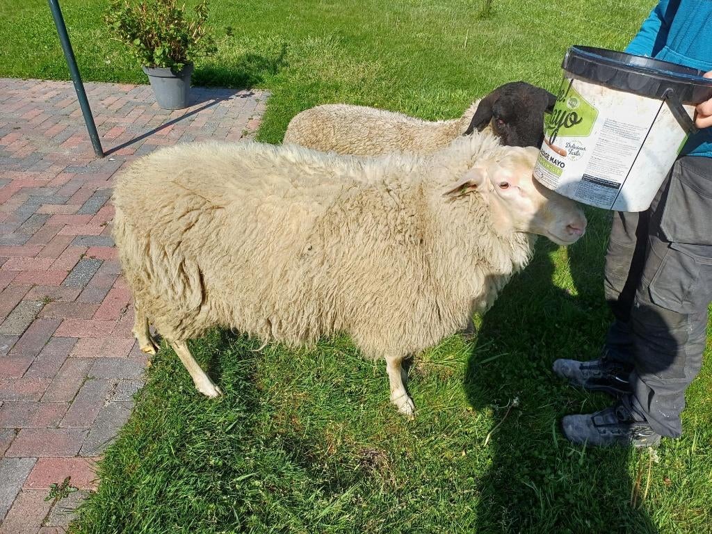 Friese Melkschaap dekram, Dieren en Toebehoren, Schapen, Geiten en Varkens, Mannelijk, Schaap, 0 tot 2 jaar