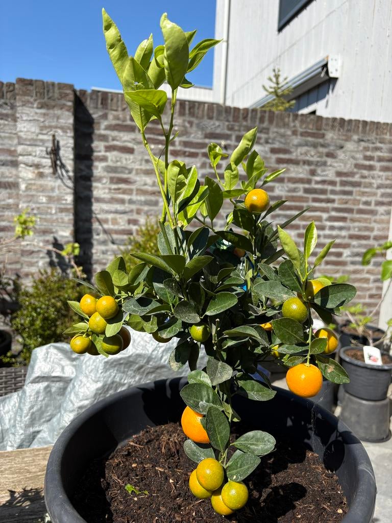 Aangeboden 3 prachtige citrus mandarijnen boompjes op stam!, Ophalen, Minder dan 100 cm, Overige soorten, Volle zon