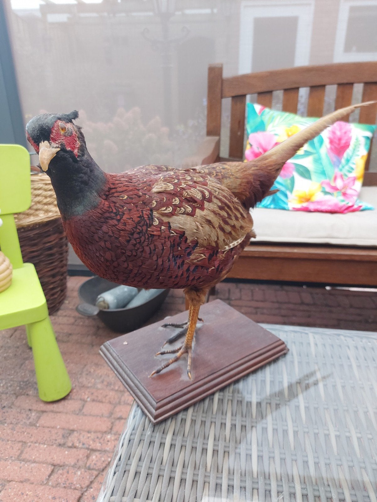 fazant, Dieren en Toebehoren, Ophalen of Verzenden, Gebruikt