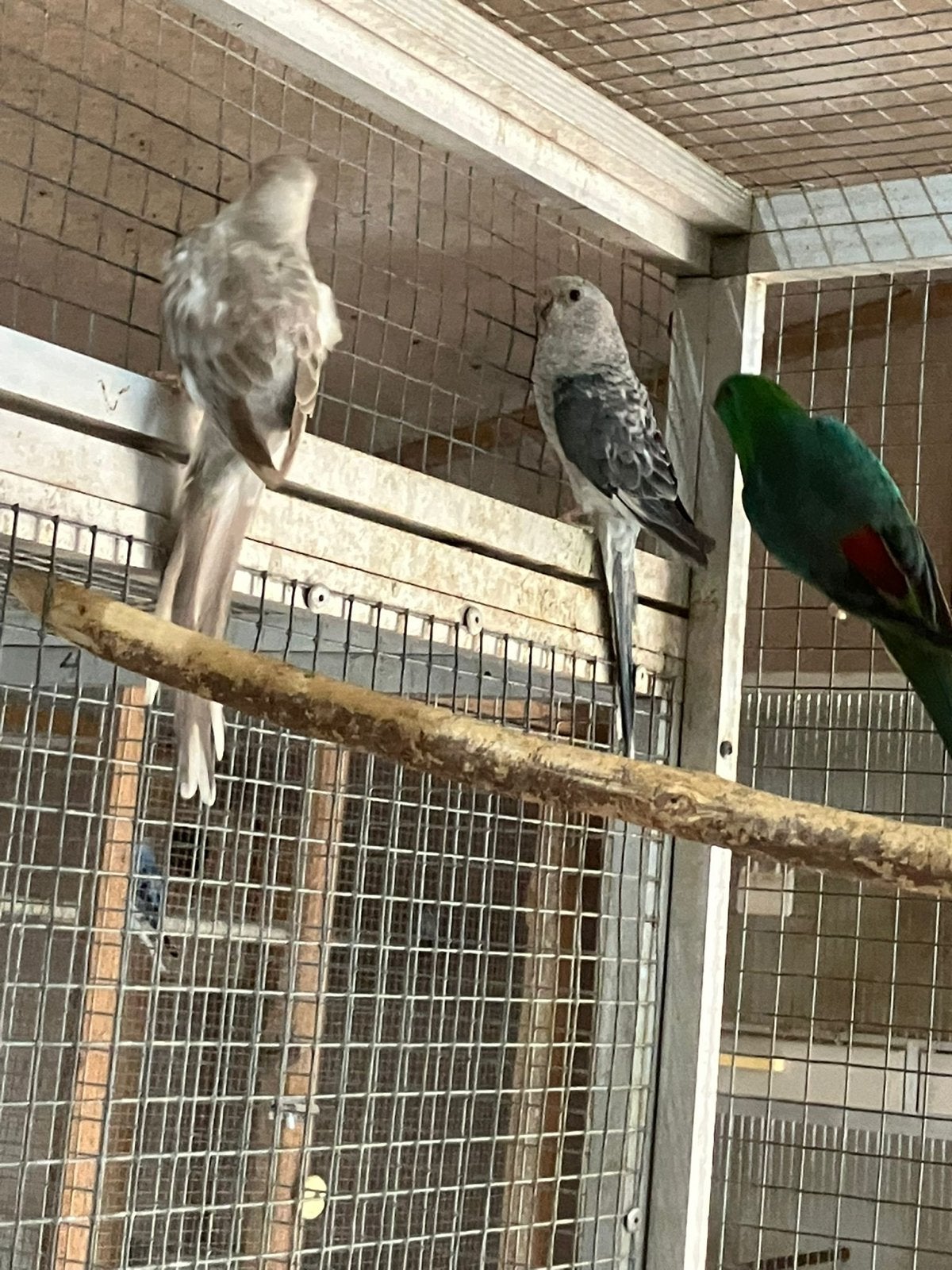 Roodrug parkieten te koop, Meerdere dieren, Parkiet, Geringd