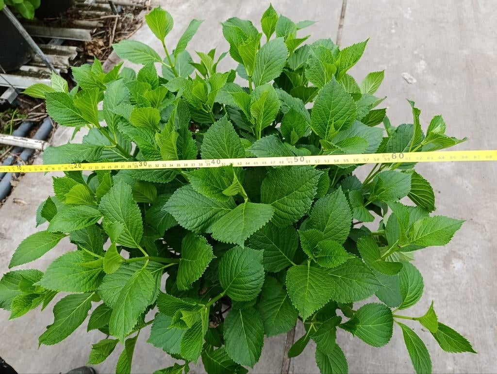 GROTE hortensia tuinplant in 20 liter pot, 3 voor 25 euro!!, Ophalen, Hortensia, 250 cm of meer