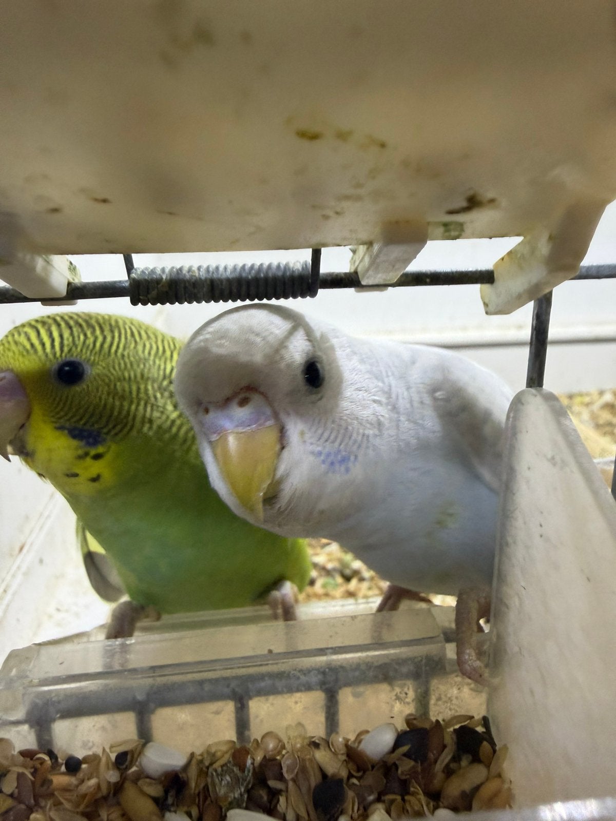 Jonge grasparkieten, Meerdere dieren, Parkiet