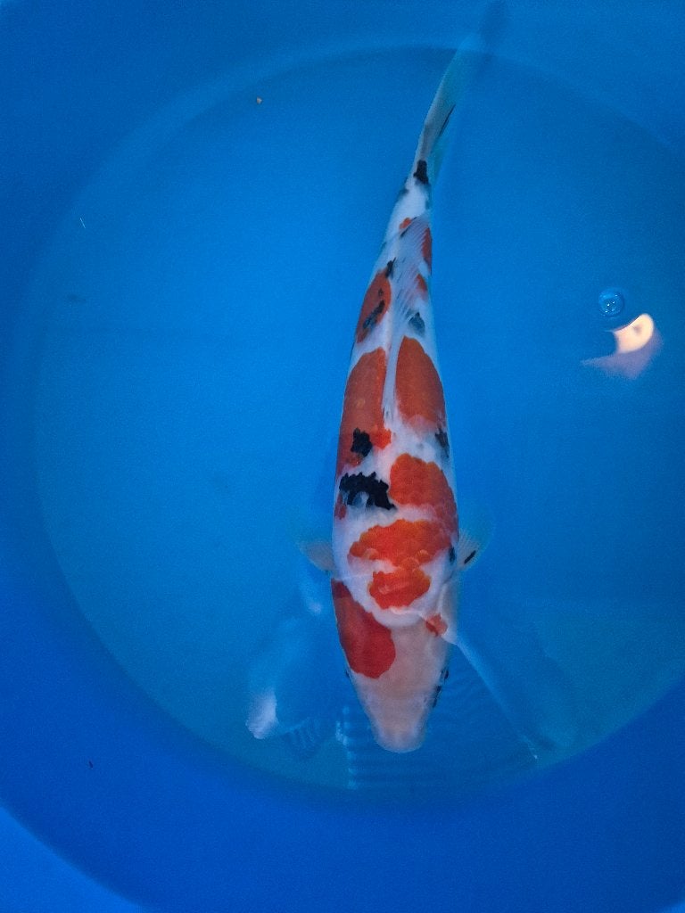 Mooie sanke, Dieren en Toebehoren, Karper of Koi