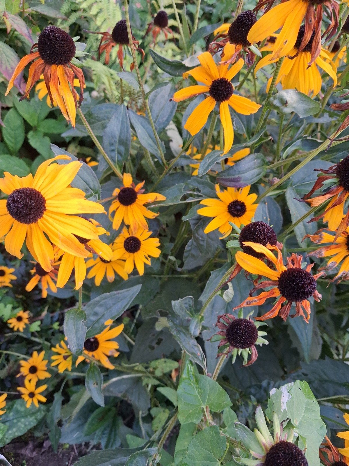 Gele zonnehoed plant. grote kluit, Ophalen, Overige soorten, Volle zon