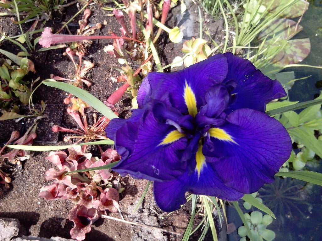 Amerikaanse wateriris (Iris louisiana ‘Black Gamecock’), Tuin en Terras, Vijvers, Nieuw, Ophalen