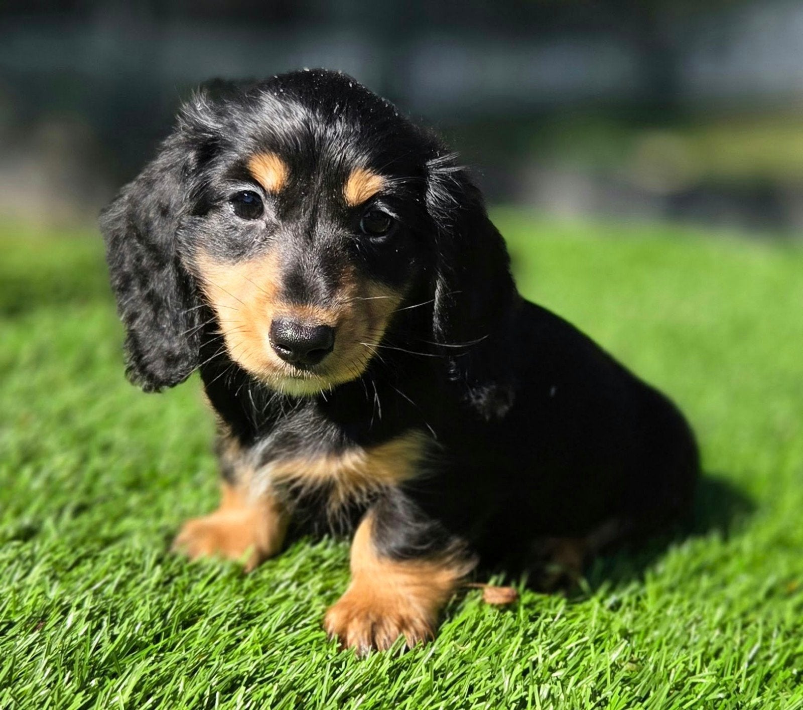 Mooi black and tan langharig dwergteckel pups teefje