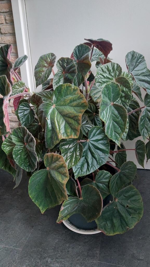 Begonia oldemor, Ophalen, Halfschaduw, Minder dan 100 cm