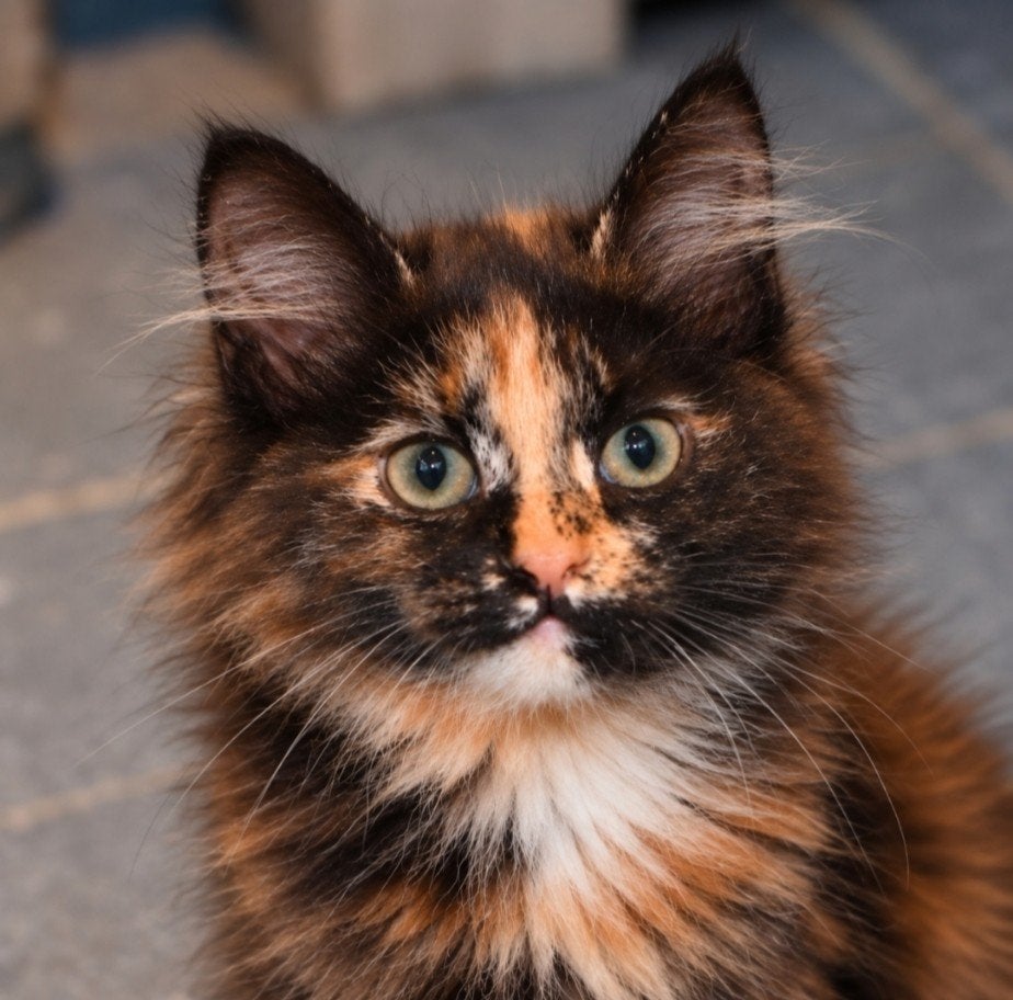 bloedmooie Siberische kitten met gouden karakter, Ontwormd