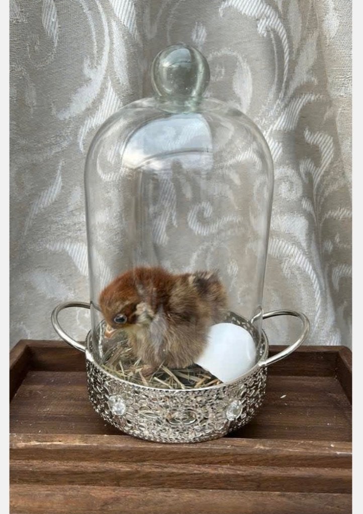 Echt opgezet kuikentje bruin onder glazen stolp, Ophalen of Verzenden, Vogel, Opgezet dier
