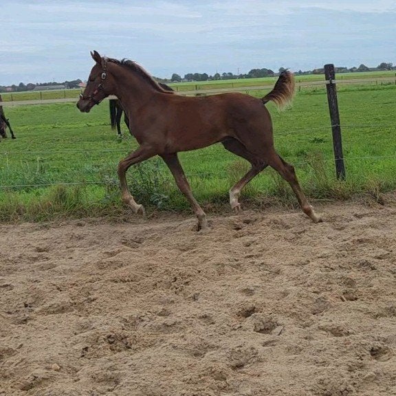 Kwpn hengstveulen, Hengst, Dressuurpaard, 0 tot 2 jaar