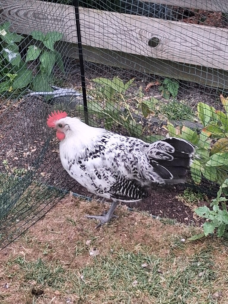 Kriel haan, Dieren en Toebehoren, Mannelijk, Kip