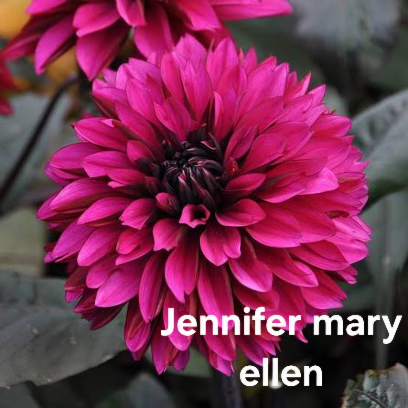 Dahlia Jennifer Mary ellen in pot, Ophalen, Volle zon, Knol