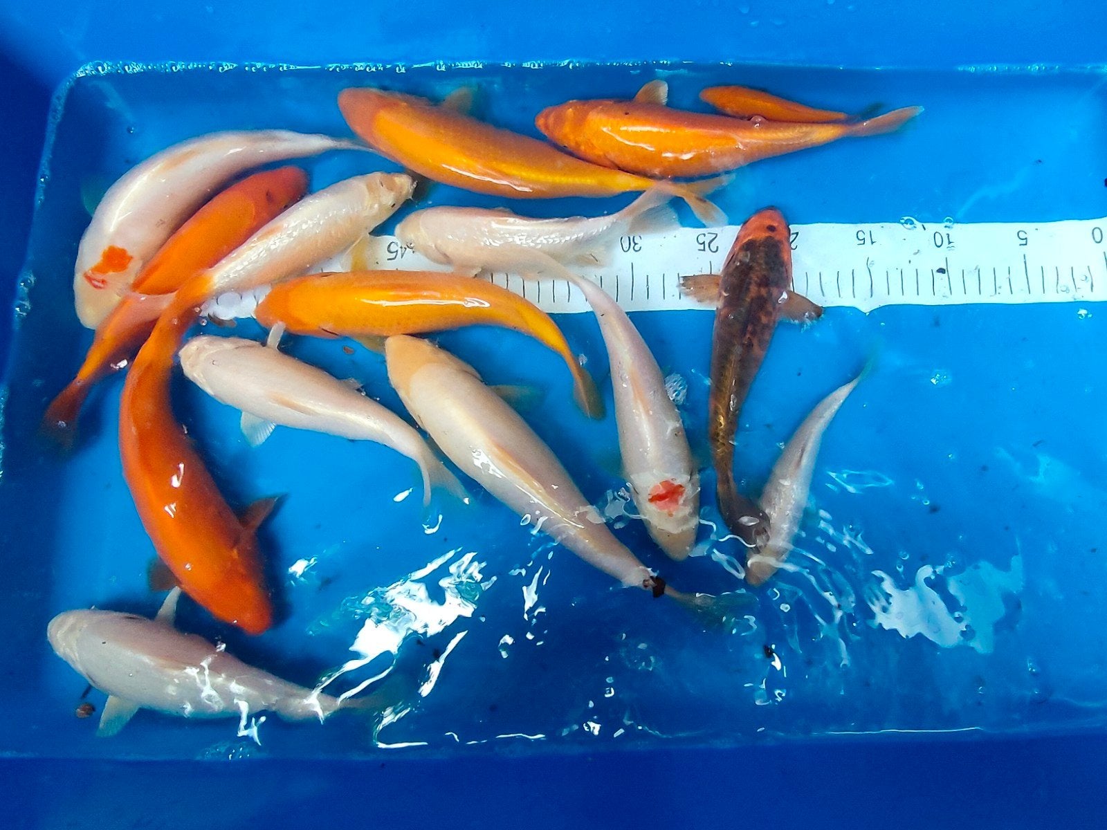 koi karper., Karper of Koi