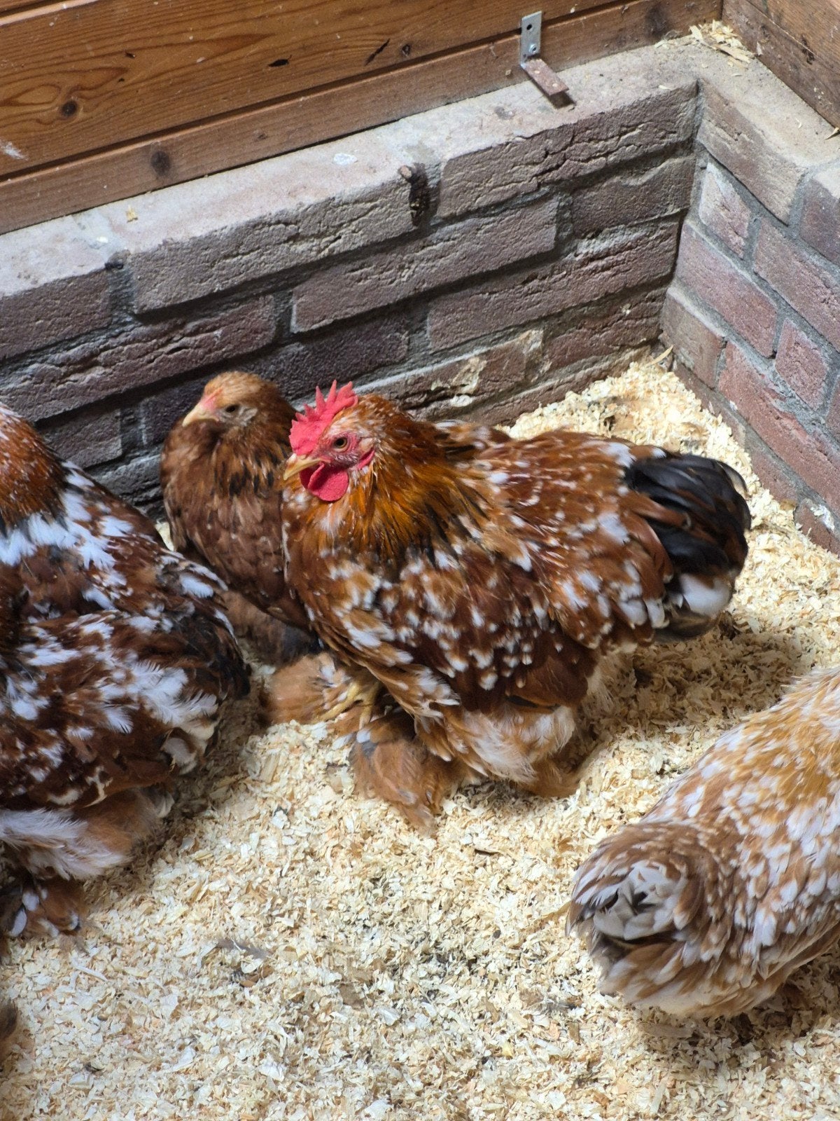 Mooie cochin kriel haan gepareld, Dieren en Toebehoren, Pluimvee, Mannelijk, Kip