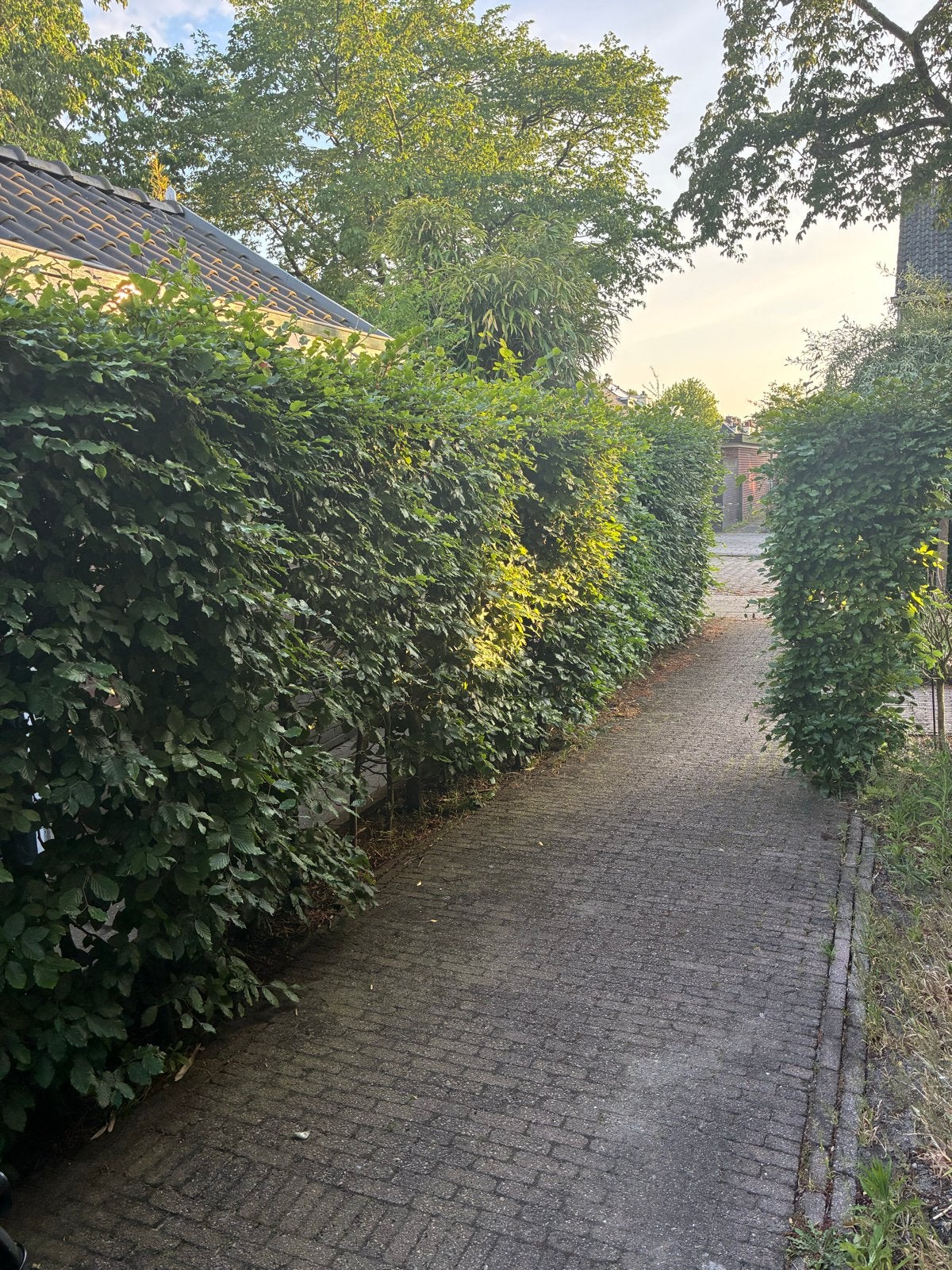 5 a 6 meter beukenhaag nog over! 180/190cm hoog gratis, Vaste plant, Bloeit niet, Halfschaduw, Ophalen
