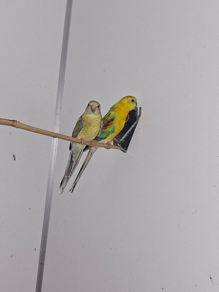 div vogels, Meerdere dieren, Parkiet, Tam