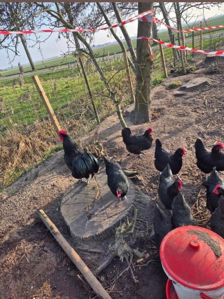 Broedeieren zwarte australorp, Dieren en Toebehoren, Geslacht onbekend, Kip