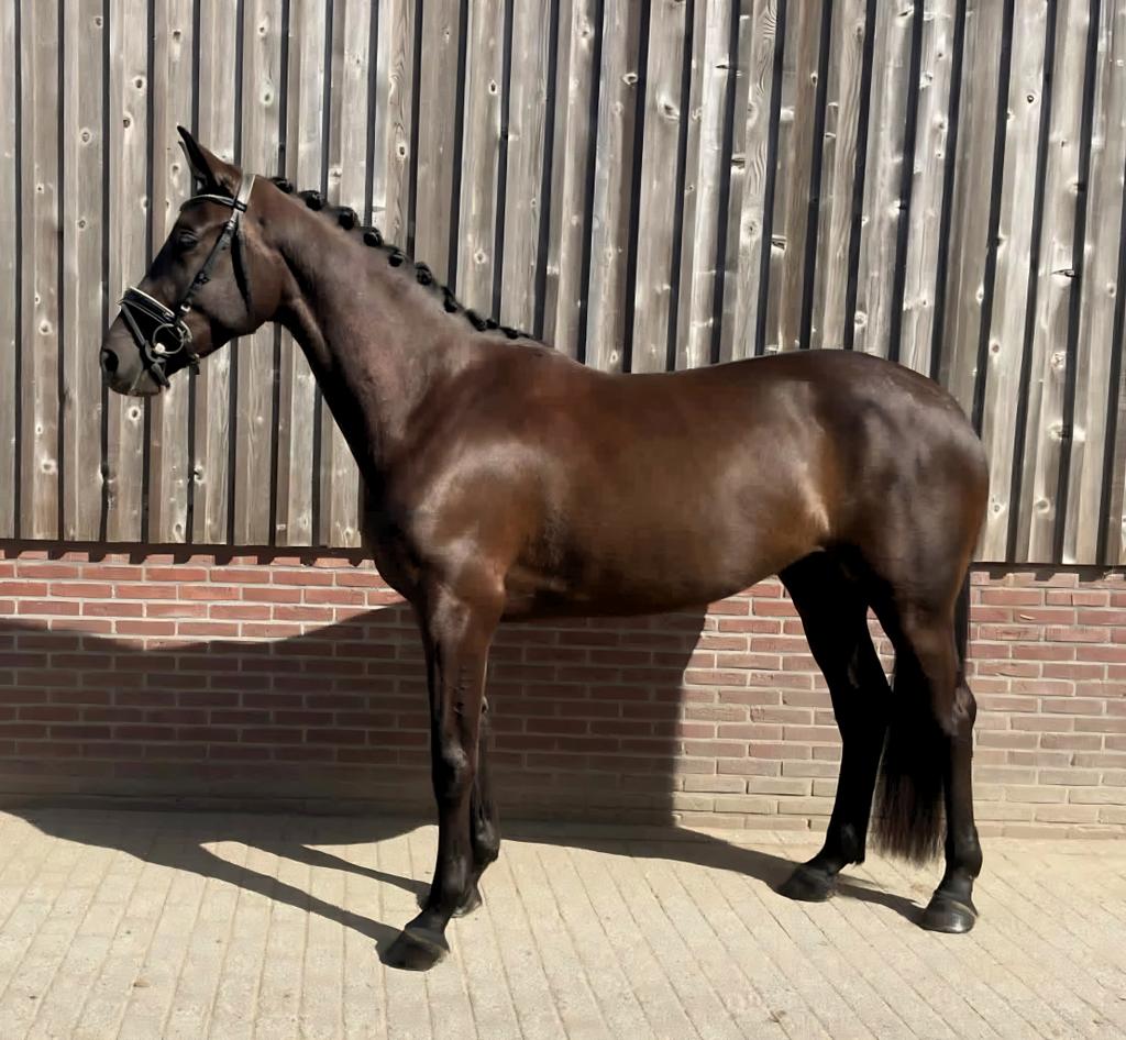 In prijs verlaagd! Prachtige 4-jarige KWPN merrie - Lowlands, Dieren en Toebehoren, Paarden, Merrie, Dressuurpaard, 3 tot 6 jaar