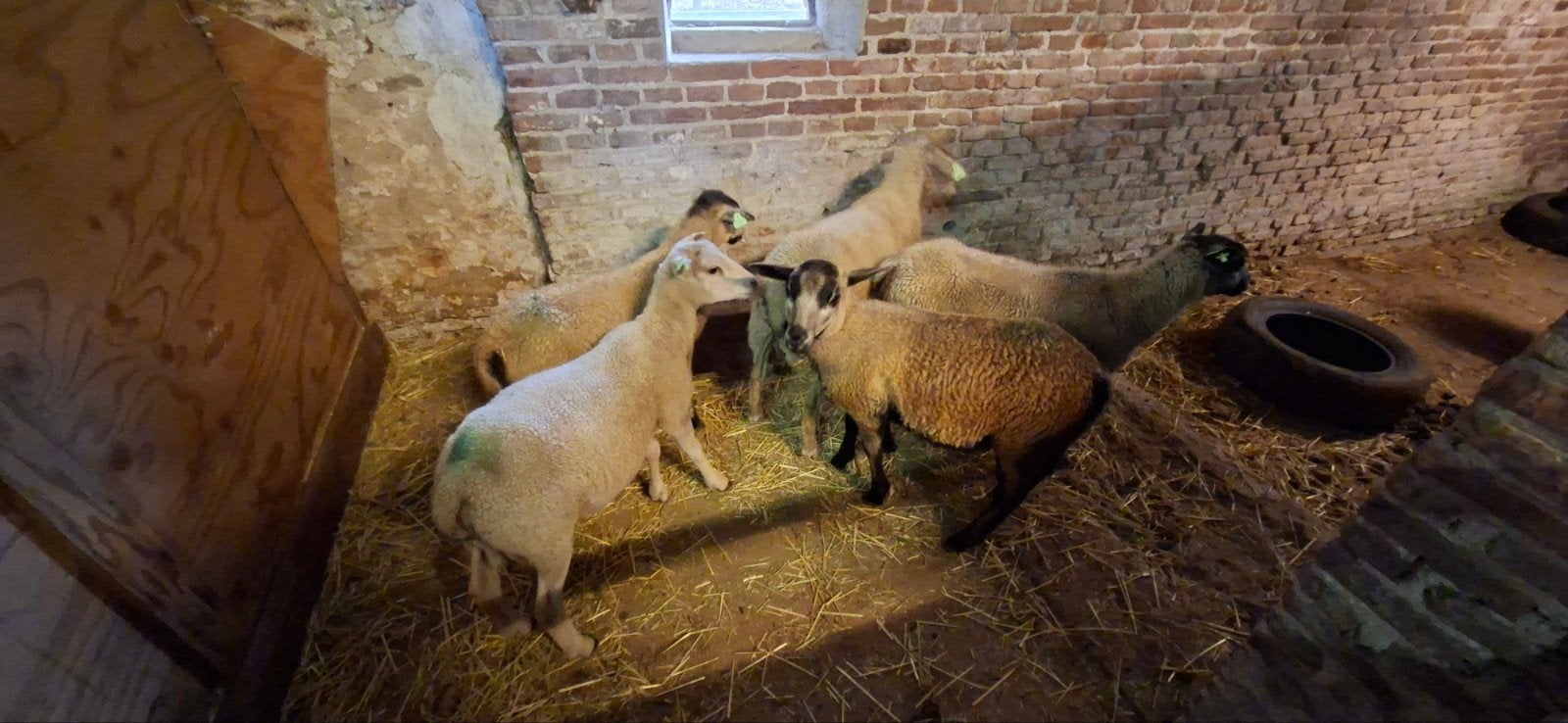 5 ramlammeren te koop, Mannelijk, Schaap, 0 tot 2 jaar