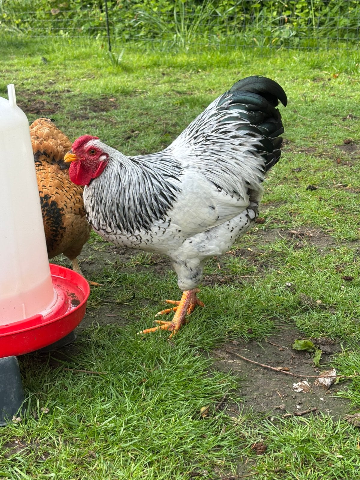 Wyandotte kriel Haan, Dieren en Toebehoren, Mannelijk, Kip