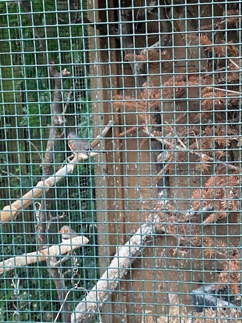 zebravinken, Dieren en Toebehoren, Ophalen, Zo goed als nieuw, Kooi-accessoires