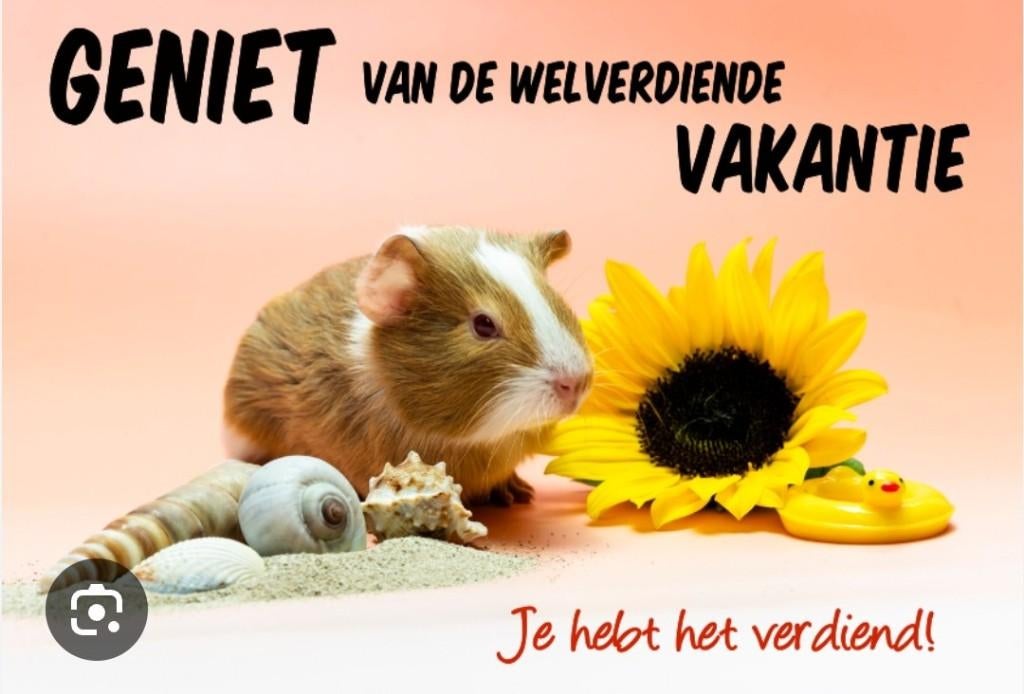 Nog 1 plekje over! Cavia oppas gezellig bij ons thuis!, Januari, Geslacht onbekend, Cavia