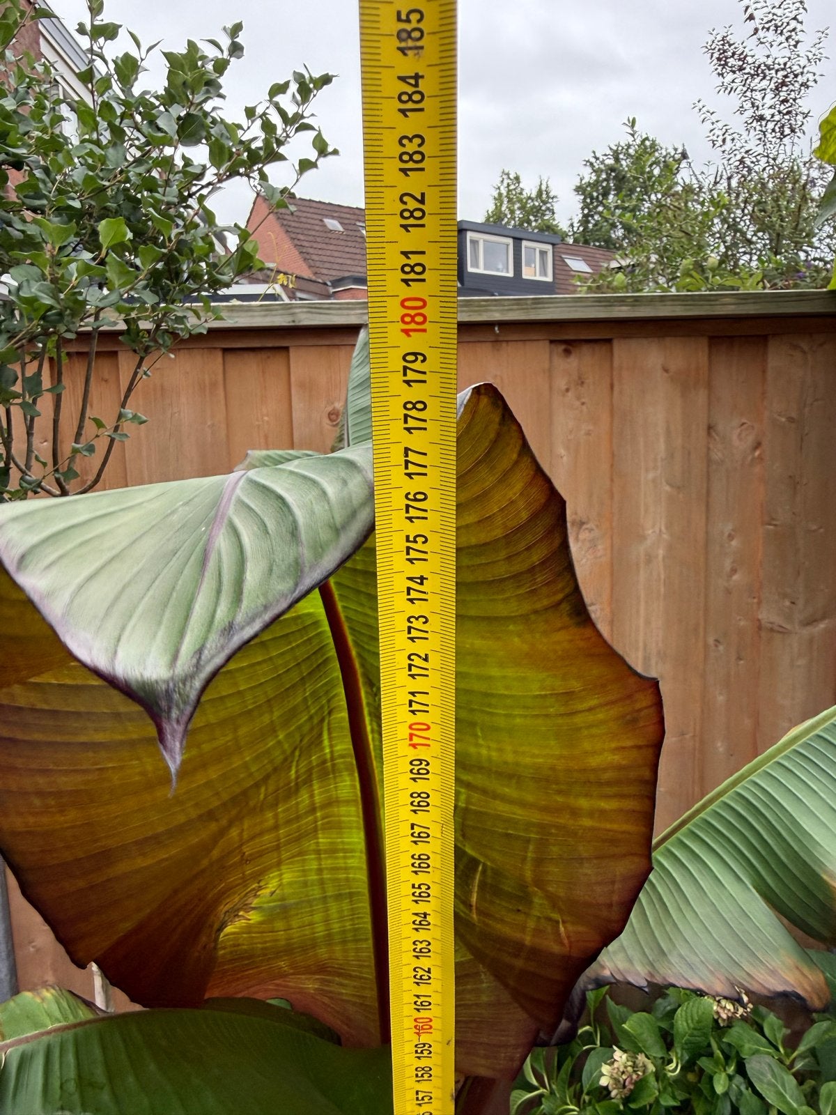 Grote rode bananenplant (zonder blauwe pot), Ophalen, Volle zon, Vaste plant, Bloeit niet