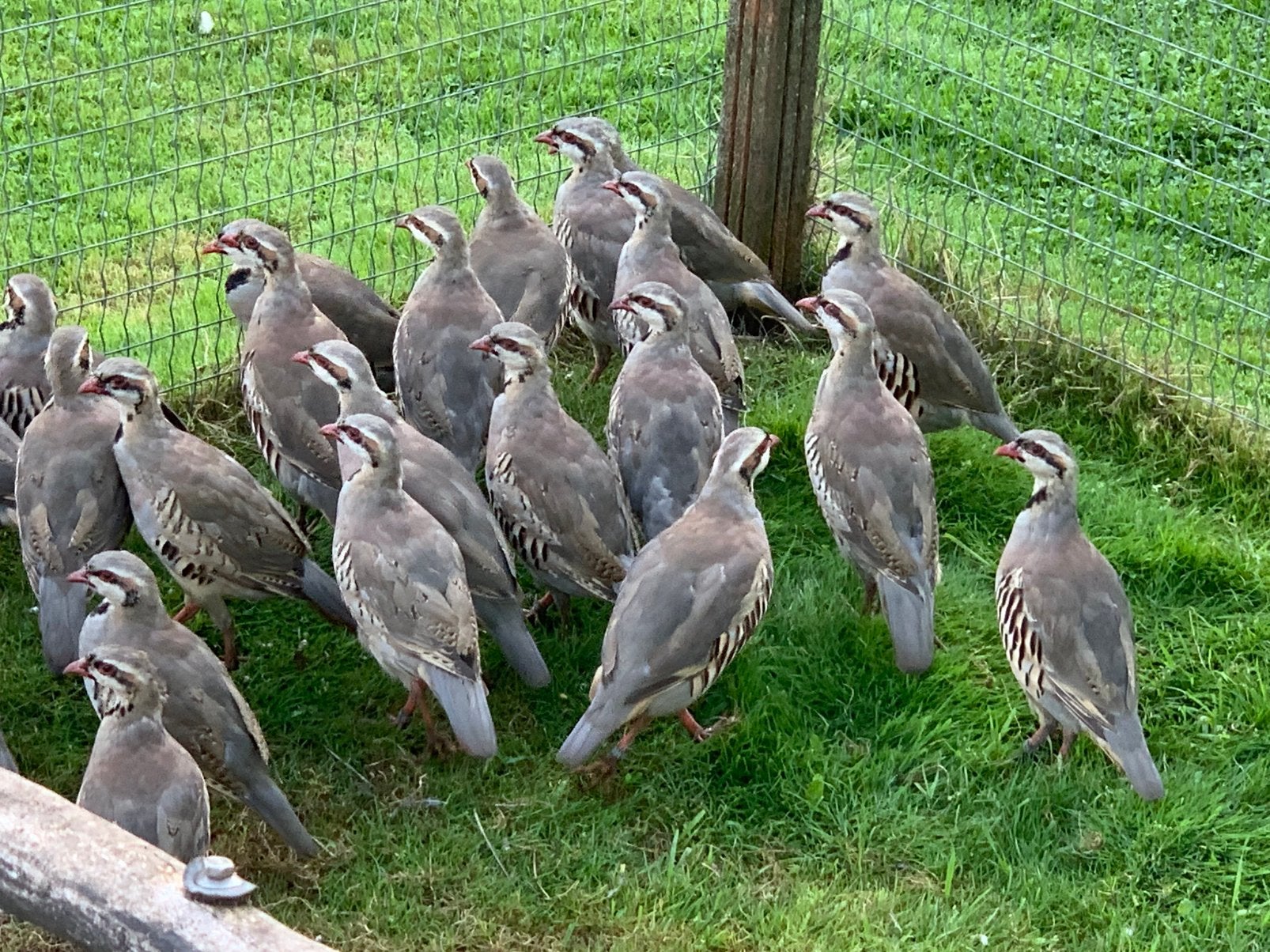Chukar patrijzen, Meerdere dieren