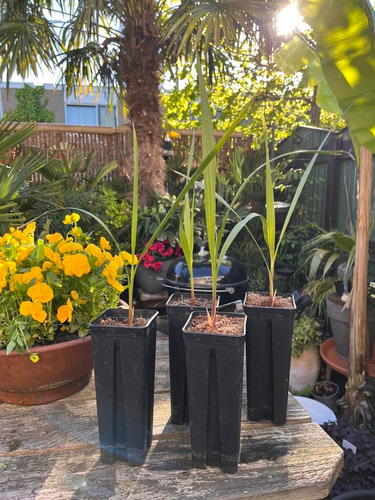 Washingtonia Filifera, Ophalen, Overige soorten, Volle zon