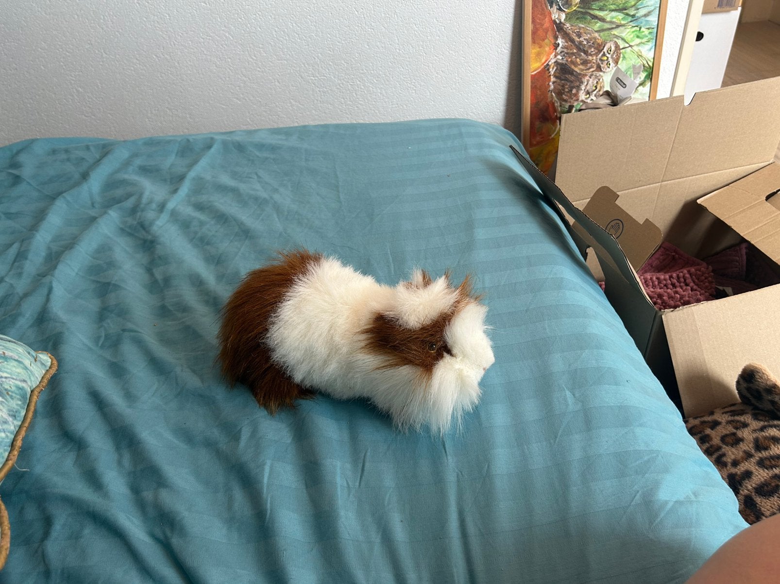 Leuke caviaknuffel, Ophalen, Overige typen