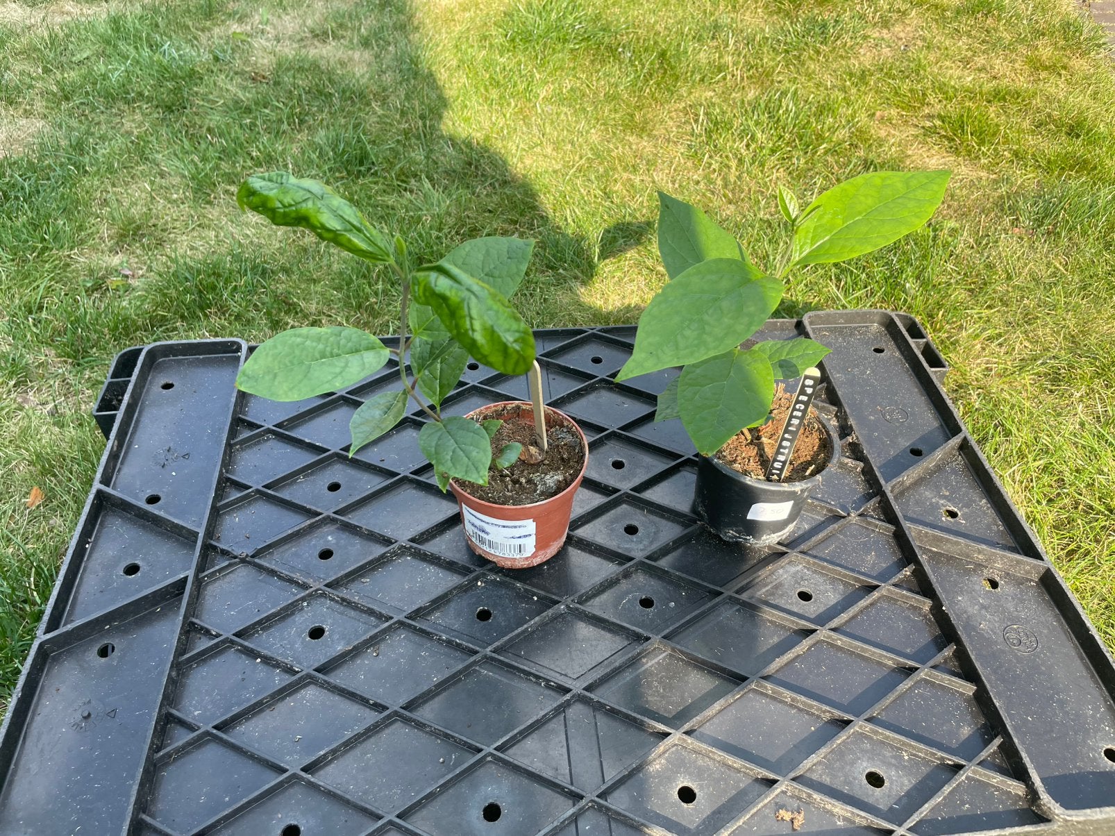 Calycanthus floridus, Tuin en Terras, Ophalen, Overige soorten, Volle zon