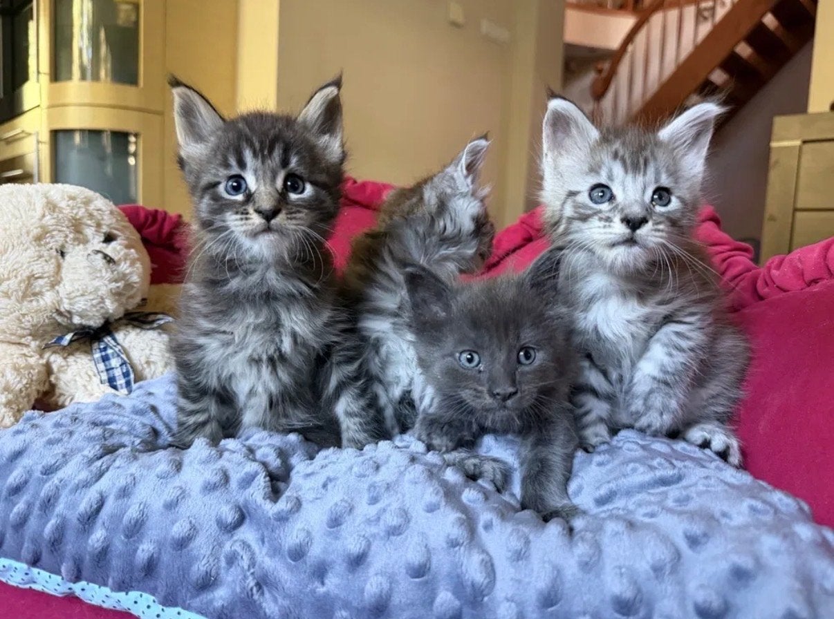 Maine Coon kittens met stamboom, Meerdere dieren, Met stamboom, 0 tot 2 jaar