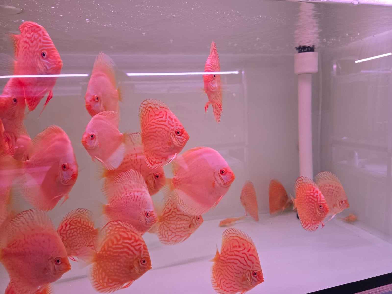 Discusvissen, Dieren en Toebehoren, Vis, Zoetwatervis, Schoolvis