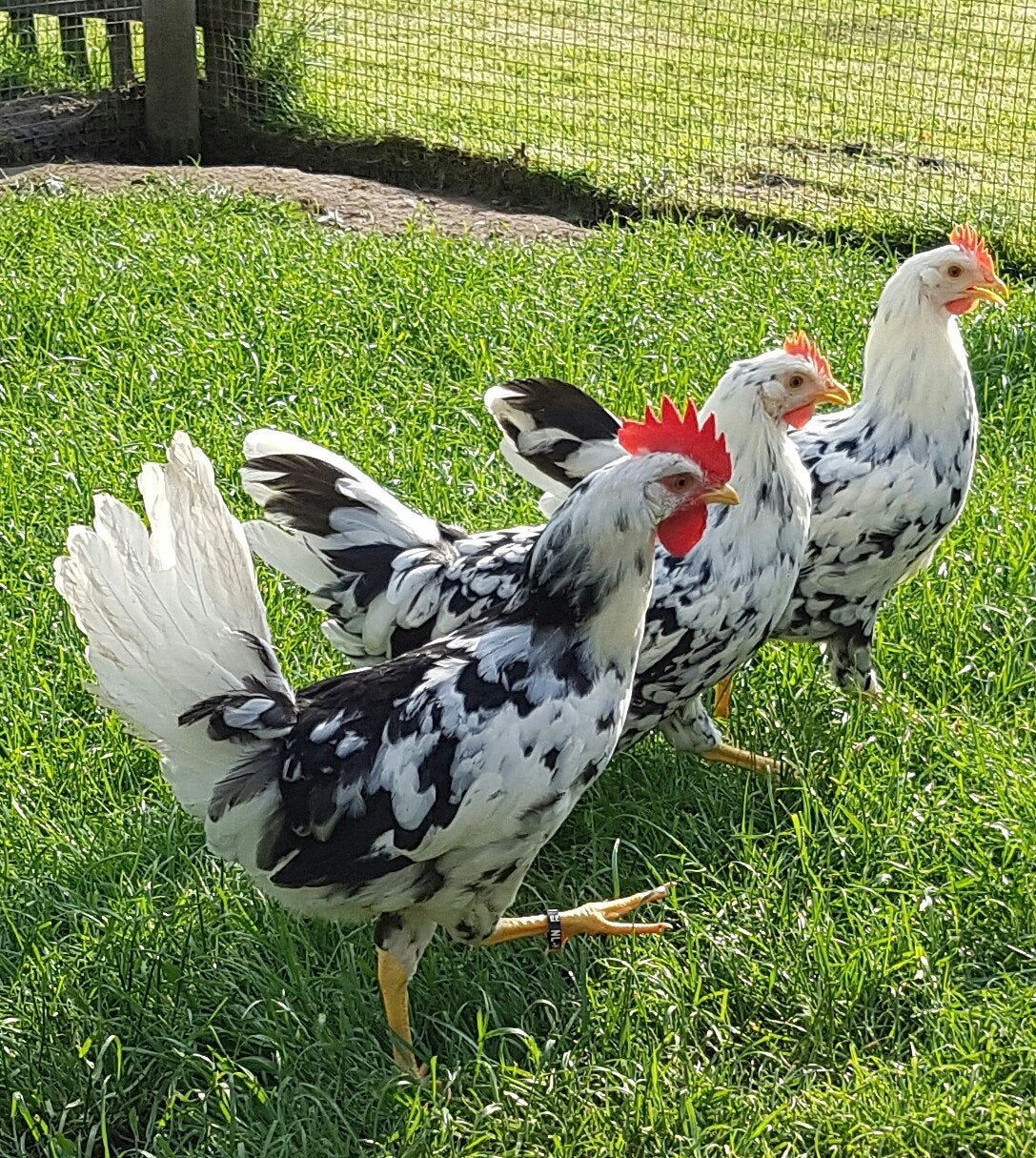 Bonte Leghorn broedeieren te koop, Dieren en Toebehoren, Pluimvee, Geslacht onbekend, Kip