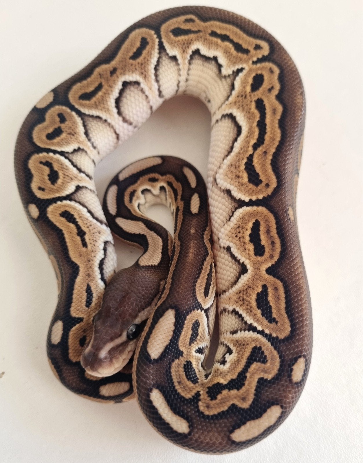 0.1 special black pastel (od) het clown koningspython pytho Ball Python - female for sale from Rocking Reptiles
