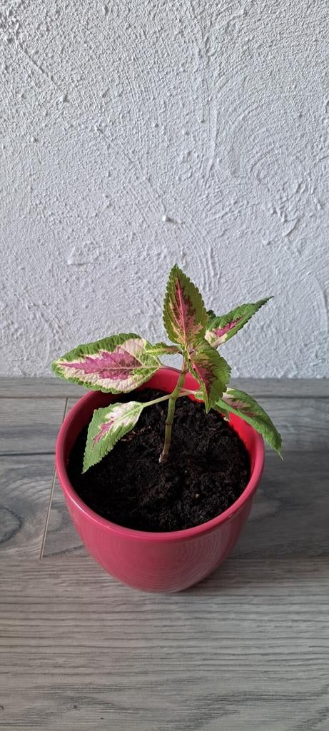 Coleus plant  in roze stenen pot., Ophalen, Halfschaduw, Minder dan 100 cm
