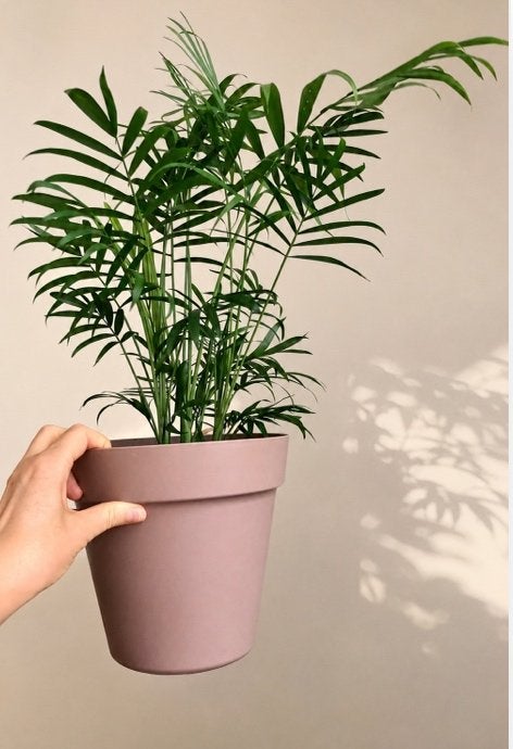 Kleine palmplant in taupe pot, Ophalen, Palm, Halfschaduw, In pot