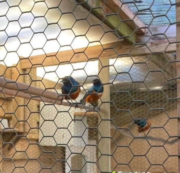 Glansspreeuwen, Meerdere dieren, Wildzangvogel