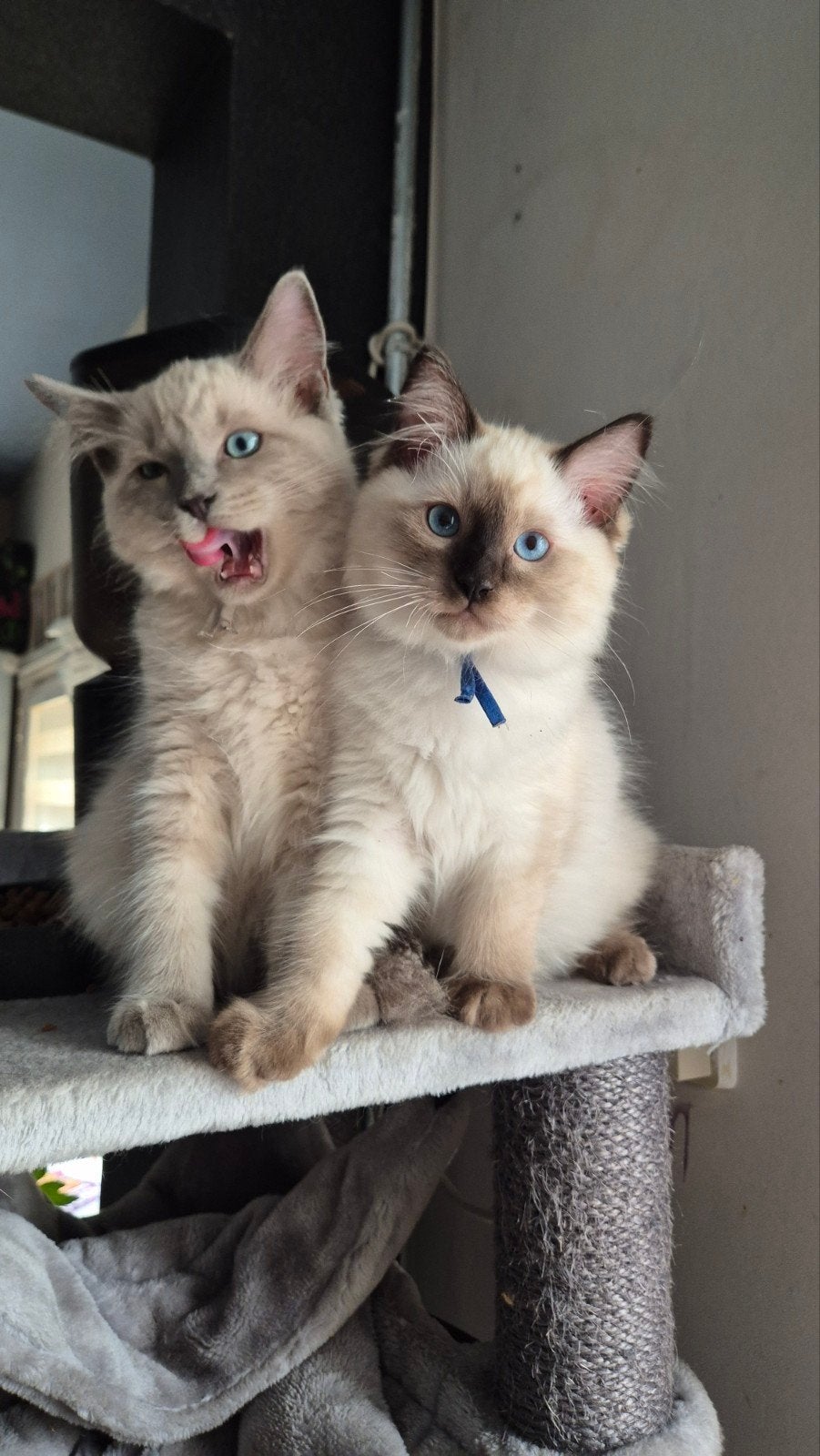 Ragdoll kittens, Meerdere dieren