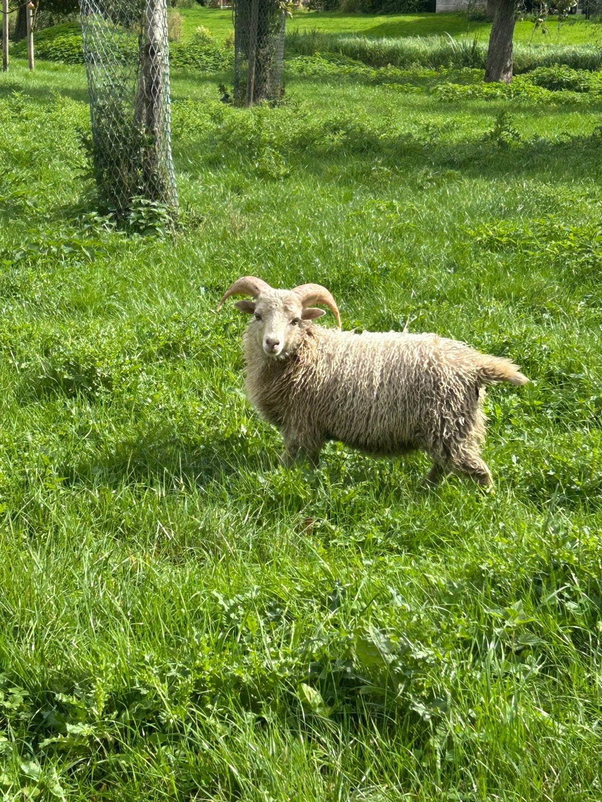 Quassant rammen te koop/ruil gezocht, Dieren en Toebehoren, Mannelijk, Schaap, 0 tot 2 jaar