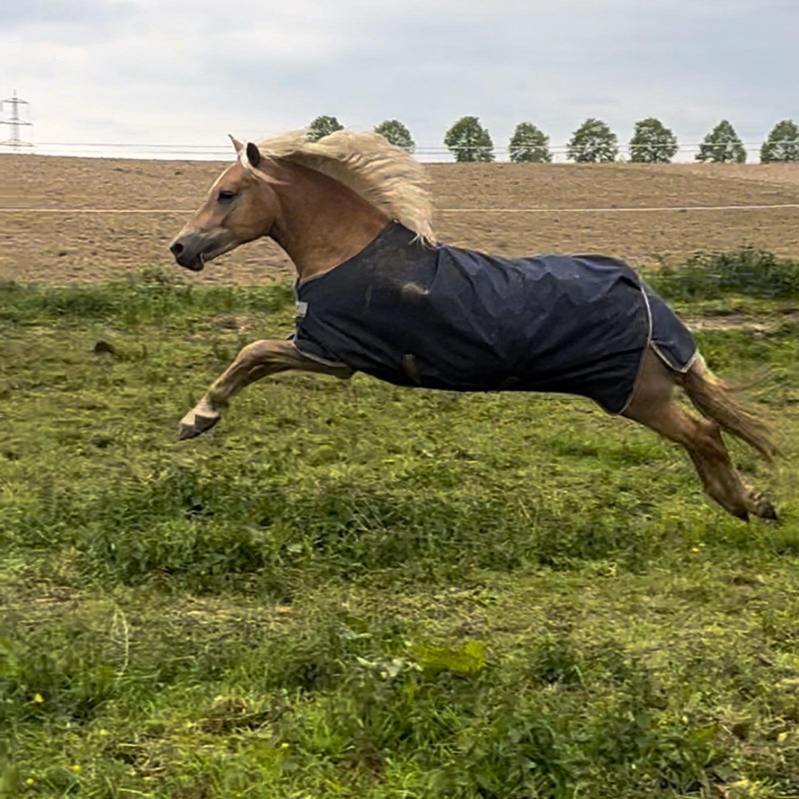 Leuke 4 jarige haflinger ruin, Dieren en Toebehoren, Ruin, Recreatiepaard