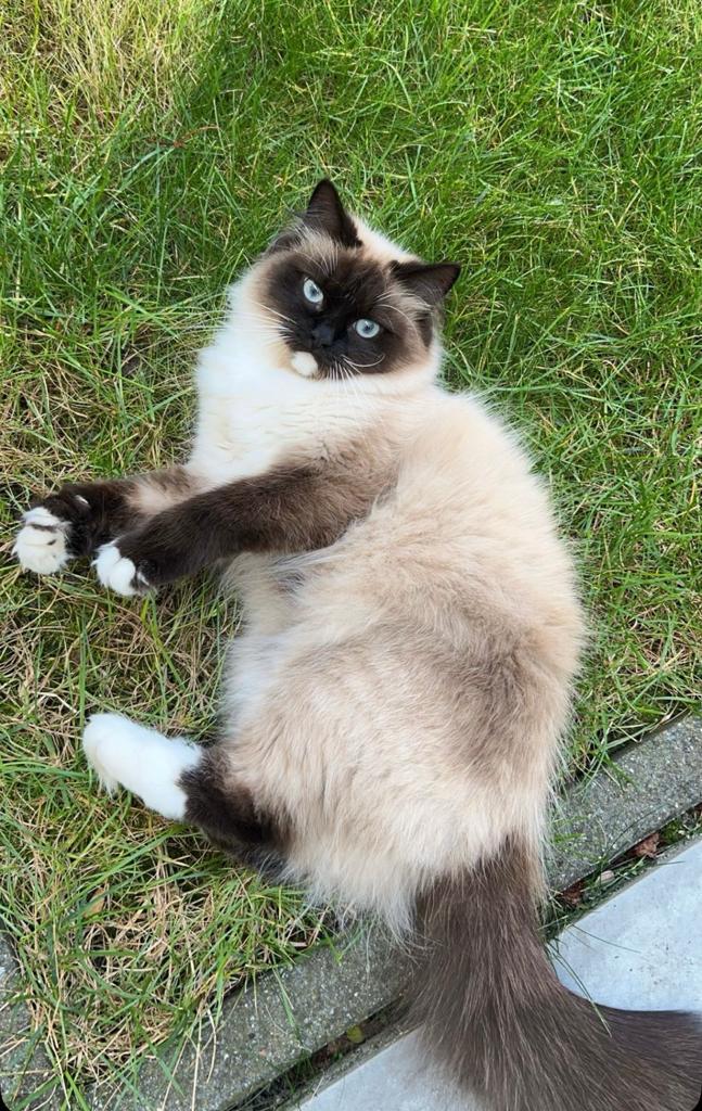 Siberische boskat te koop, Poes