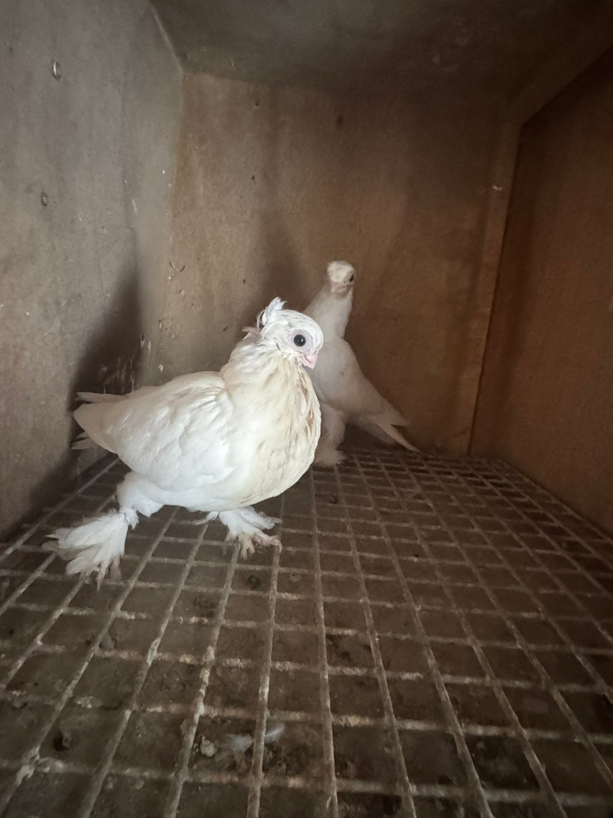 Takl, Dieren en Toebehoren, Vogels | Duiven