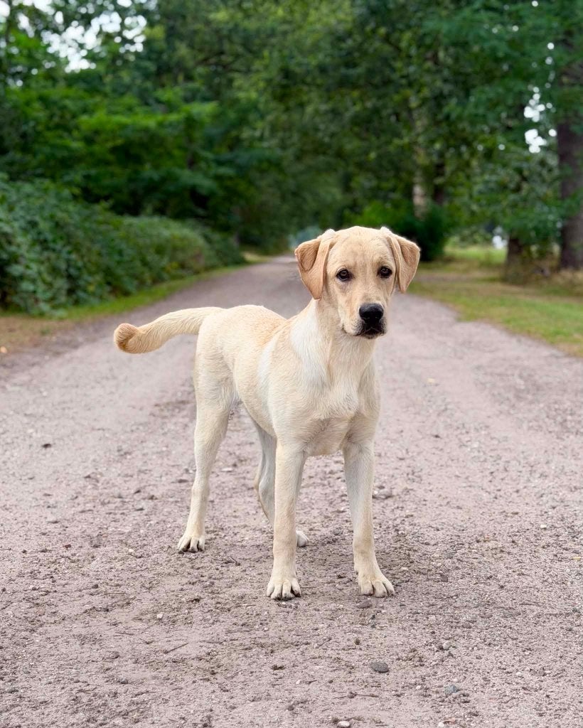Lieve labrador reu van een half jaar jong, 15 weken tot 1 jaar, Reu, Labrador retriever, Eén hond