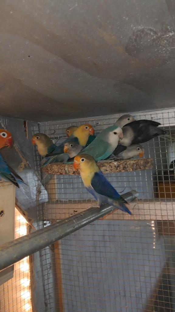 Mooie 8 weken oude dwergpapegaaien, Dieren en Toebehoren, Vogels | Parkieten en Papegaaien, Meerdere dieren, Parkiet